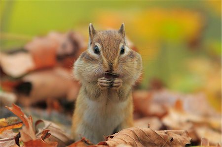 defoliated - Chipmunk Stock Photo - Rights-Managed, Code: 859-07310779