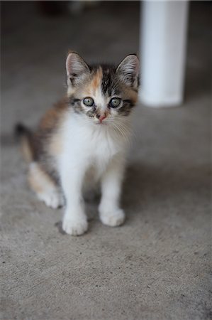 small cat - Cat, Thailand Stock Photo - Rights-Managed, Code: 859-07310784