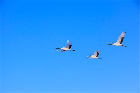 Cranes, Japan Photographie de stock - Rights-Managed, Code: 859-07310788