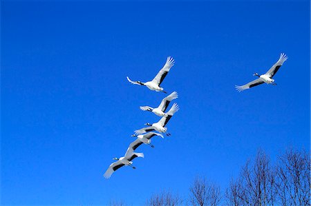 flying japanese crane - Cranes, Japan Stock Photo - Rights-Managed, Code: 859-07310783