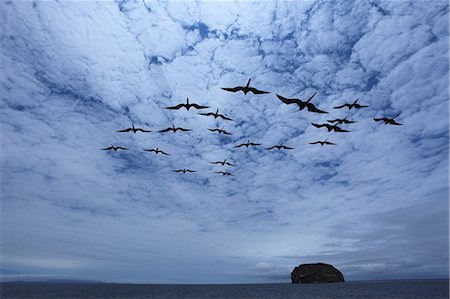 simsearch:6111-06838348,k - Flock of frigate birds Stock Photo - Rights-Managed, Code: 859-07310798