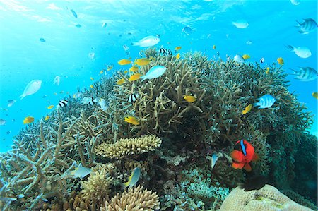 pez tropical - Coral reef Foto de stock - Con derechos protegidos, Código: 859-07310799