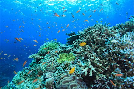 simsearch:859-07310805,k - Coral reef Foto de stock - Con derechos protegidos, Código: 859-07310801