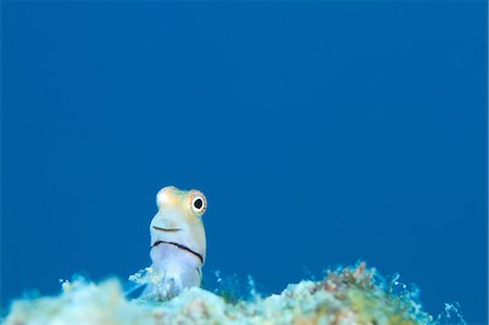 Yaeyama Blenny Stock Photo - Rights-Managed, Code: 859-07310803