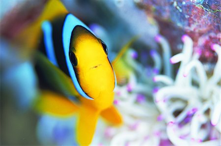 pez tropical - Orange Fin Anemone Fish Foto de stock - Con derechos protegidos, Código: 859-07310814