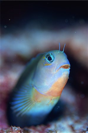 simsearch:859-07150280,k - Anthias Blenny Foto de stock - Con derechos protegidos, Código: 859-07310812