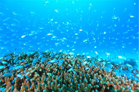 pez tropical - Coral reef Foto de stock - Con derechos protegidos, Código: 859-07310825