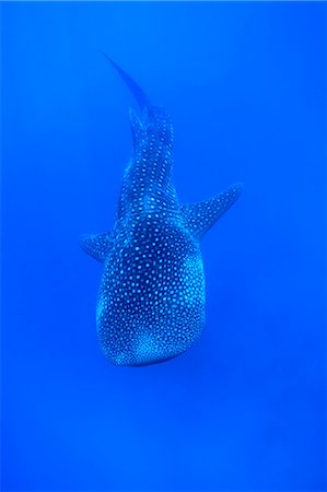 simsearch:859-07150269,k - Shark Photographie de stock - Rights-Managed, Code: 859-07310829