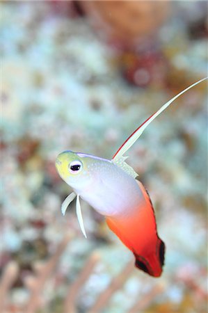 dorsal fin - Fire Goby Foto de stock - Con derechos protegidos, Código: 859-07310822