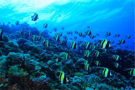 pez tropical - Fish school Foto de stock - Con derechos protegidos, Código: 859-07310832