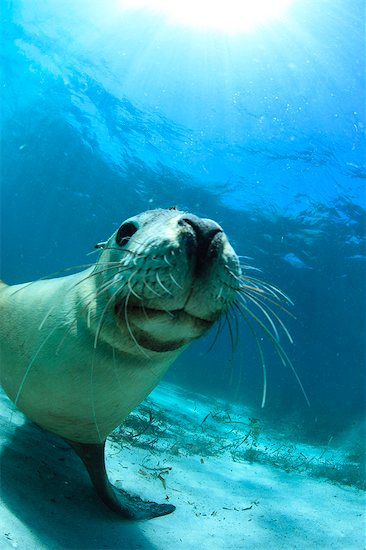 Australian Sea Lion Stock Photo - Premium Rights-Managed, Artist: Aflo Relax, Image code: 859-07310833