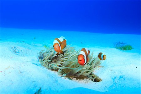 espèce aquatique - Clownfish Photographie de stock - Rights-Managed, Code: 859-07310844