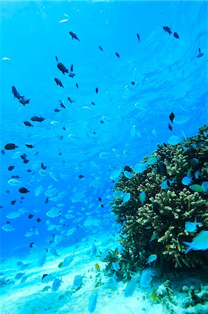 ser levado pela corrente ou pelo vento - Green Chromis Foto de stock - Direito Controlado, Número: 859-07310845