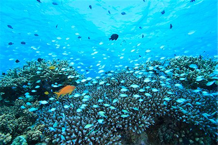 sea life under water not people - Green Chromis Stock Photo - Rights-Managed, Code: 859-07310847