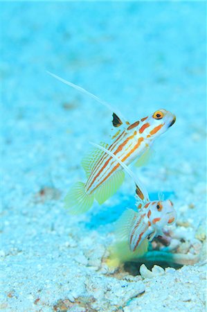simsearch:859-07310847,k - White Ray Shrimp Goby Photographie de stock - Rights-Managed, Code: 859-07310840