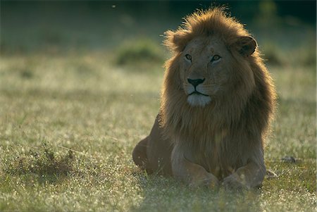 Lion Stock Photo - Rights-Managed, Code: 859-07310854