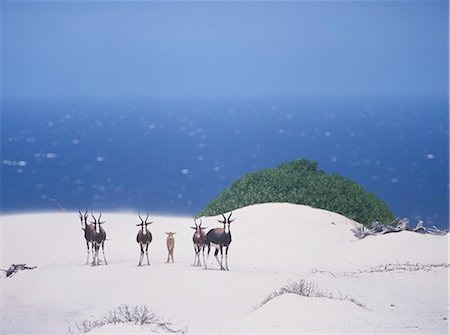 Bontebok Foto de stock - Con derechos protegidos, Código: 859-07310856