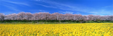simsearch:859-07441993,k - Tenderstem Broccoli Flowers and Cherry Blossom, Satte, Saitama Prefecture, Japan Foto de stock - Direito Controlado, Número: 859-07356200