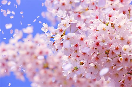 flower and stem - CG Image of Cherry Blossoms Blowing in the Wind Stock Photo - Rights-Managed, Code: 859-07356218