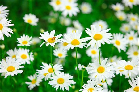 stay - Margaret Daisies Foto de stock - Con derechos protegidos, Código: 859-07356212