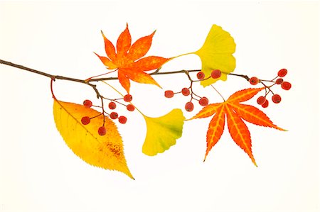 silo - Autumn Leaves Stockbilder - Lizenzpflichtiges, Bildnummer: 859-07356225