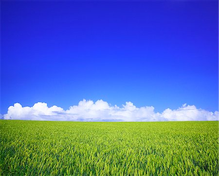 simsearch:859-07356518,k - Wheat Field, Hokkaido, Japan Photographie de stock - Rights-Managed, Code: 859-07356220