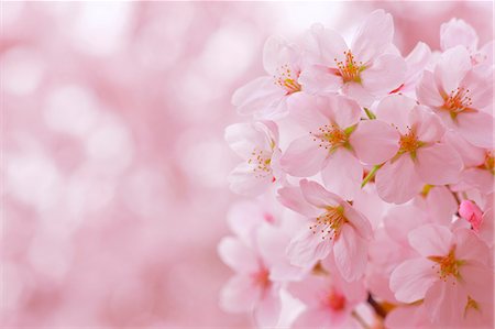 flower petals closeup - Cherry Blossoms in Full Bloom Stock Photo - Rights-Managed, Code: 859-07356221