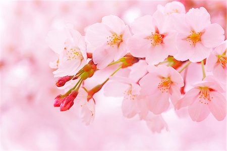 simsearch:859-03884561,k - Cherry Blossoms in Full Bloom Stockbilder - Lizenzpflichtiges, Bildnummer: 859-07356222