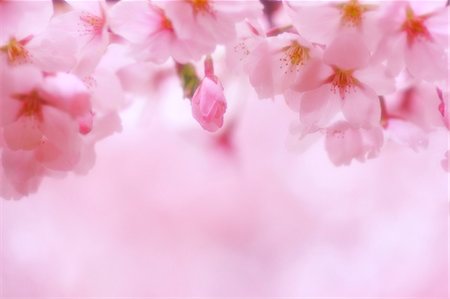 petal - Cherry Blossoms in Full Bloom Stock Photo - Rights-Managed, Code: 859-07356223