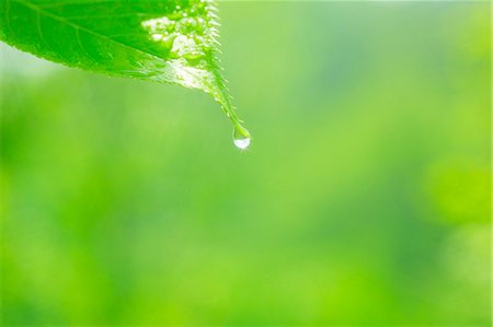 spring light rain - Green Leaf Stock Photo - Rights-Managed, Code: 859-07356231