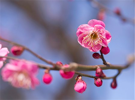 simsearch:859-07356549,k - Plum blossoms Stock Photo - Rights-Managed, Code: 859-07356240