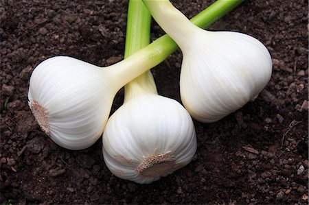 stem vegetable - Garlic Foto de stock - Con derechos protegidos, Código: 859-07356243