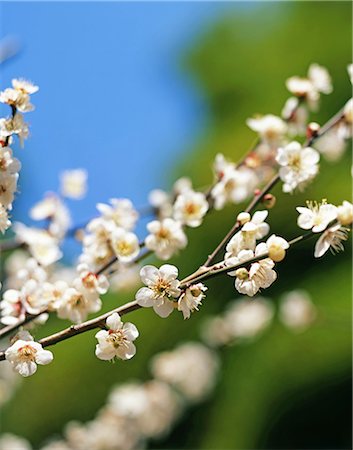 simsearch:859-07356257,k - Plum blossoms Stock Photo - Rights-Managed, Code: 859-07356257