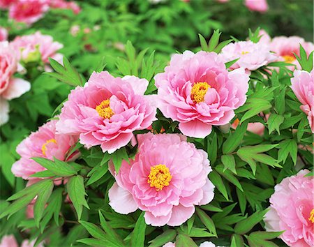 peonia - Button flowers Foto de stock - Con derechos protegidos, Código: 859-07356269