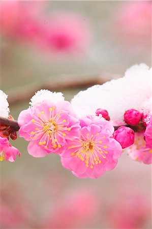 simsearch:859-07356329,k - Plum blossoms Foto de stock - Con derechos protegidos, Código: 859-07356278