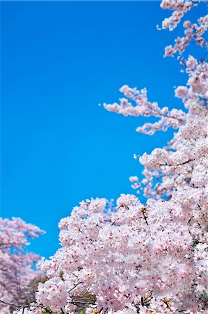 Cherry blossoms Stock Photo - Rights-Managed, Code: 859-07356285