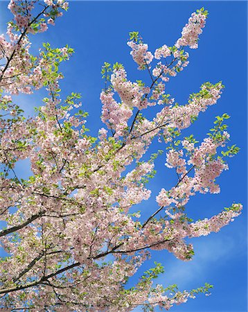 simsearch:859-08359141,k - Cherry blossoms Stock Photo - Rights-Managed, Code: 859-07356296