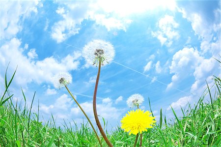 sky yellow - Dandelions Stock Photo - Rights-Managed, Code: 859-07356293