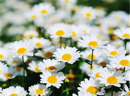 Daisies Photographie de stock - Rights-Managed, Code: 859-07356301