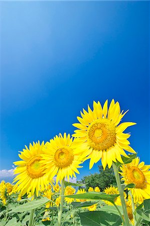 simsearch:859-08082283,k - Sunflowers Foto de stock - Con derechos protegidos, Código: 859-07356315