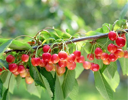 simsearch:859-07356237,k - Cherries Stock Photo - Rights-Managed, Code: 859-07356330