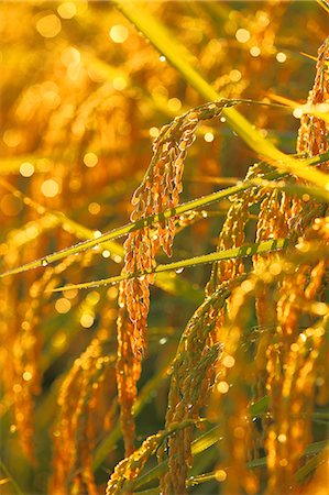 rice ear - Rice ears Stock Photo - Rights-Managed, Code: 859-07356356