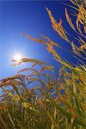 simsearch:859-07150350,k - Rice ears Photographie de stock - Rights-Managed, Code: 859-07356357