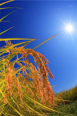 rice ear - Rice ears Photographie de stock - Rights-Managed, Code: 859-07356358