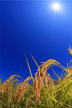 ear in the sun - Rice ears Stock Photo - Rights-Managed, Code: 859-07356359