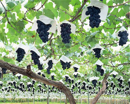 september - Grapes Stock Photo - Rights-Managed, Code: 859-07356375