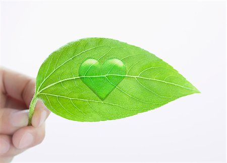 simsearch:859-07356378,k - Green leaf Stock Photo - Rights-Managed, Code: 859-07356378