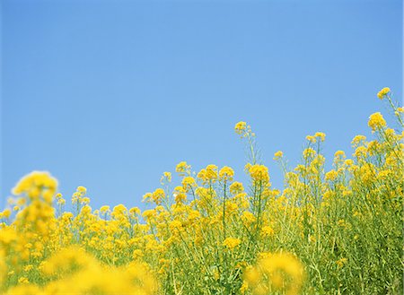 Rapeseed field Stock Photo - Rights-Managed, Code: 859-07356379