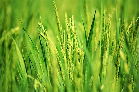 rice ear - Rice ears Stock Photo - Rights-Managed, Code: 859-07356372