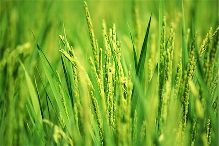 paddy cultivation - Rice ears Stock Photo - Rights-Managed, Code: 859-07356372